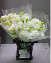 将图片加载到图库查看器，Eustoma 60cm 500yen/pcs 80pcs
