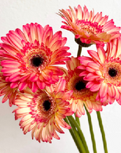 Load image into Gallery viewer, Gerbera Big  form Matsushita Engei 50cm 180pcs @165yen(FOB)
