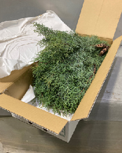 Load image into Gallery viewer, Cupressus arizonica &#39;Blue Ice&#39; 60cm 120pcs @150yen(FOB)

