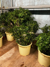 이미지를 갤러리 뷰어에 로드 , Pieris japonica 120cm 60pcs @525yen(FOB)
