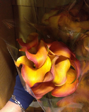 이미지를 갤러리 뷰어에 로드 , Zantedeschia 55cm  200yen/pcs(FOB)  120pcs
