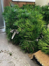 이미지를 갤러리 뷰어에 로드 , Sciadopitys verticillata 70cm 50pcs 415yen(FOB)
