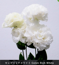 將圖片載入圖庫檢視器 Eustoma 70cm 375yen/pcs 80pcs
