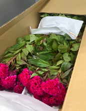 Load image into Gallery viewer, Celosia argentea  70cm 100pcs @110yen(FOB)
