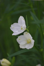 將圖片載入圖庫檢視器 Delphinium grandiflorum Spray 'Silky White' 80-90cm 340yen/pcs 60pcs
