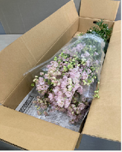 Load image into Gallery viewer, Delphinium grandiflorum 'Sakurahime' 80cm  350yen/pcs 40pcs
