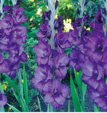 이미지를 갤러리 뷰어에 로드 , Gladiolus  Purple 100cm 150yen/pcs(FOB)   100pcs/box
