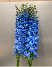 Load image into Gallery viewer, Delphinium grandiflorum 90cm 375yen/pcs 20pcs
