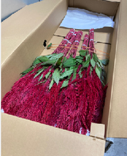 Load image into Gallery viewer, Celosia argentea var. plumosa 70cm 100pcs @115yen(FOB)
