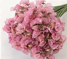 Load image into Gallery viewer, CNY/LNY2026 Lathyrus odoratus Dyed color 50cm  85yen/pcs 800pcs
