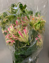 이미지를 갤러리 뷰어에 로드 , Gloriosa  'Pink Lady'  80cm 450yen/pcs(FOB)  40pcs
