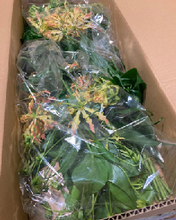 將圖片載入圖庫檢視器 Gloriosa &quot;Flash&quot; 80cm  @375yen(FOB)/pcs 40pcs
