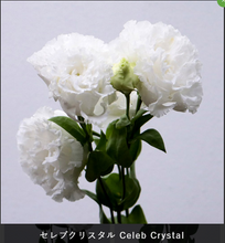 將圖片載入圖庫檢視器 Eustoma 70cm 375yen/pcs 80pcs
