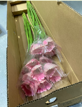 Load image into Gallery viewer, Gerbera Big form Hainan 50cm 180pcs @165yen(FOB)
