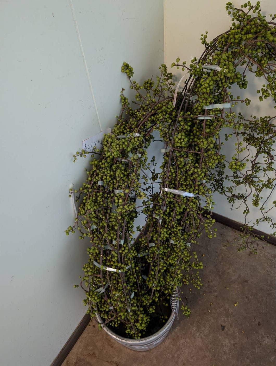 Celastrus orbiculatus 100-120cm  @625yen(FOB) 10pcs/box