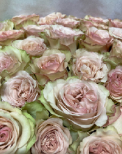 Load image into Gallery viewer, Rose &quot;Heguri rose&quot; 60cm 200pcs @190yen(FOB/pcs)

