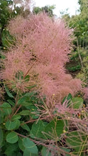 이미지를 갤러리 뷰어에 로드 , Cotinus Coggygria Earyfar 100cm 1000yen/pcs 20pcs
