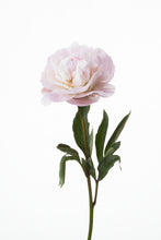 이미지를 갤러리 뷰어에 로드 , Paeonia lactiflora  Pink 70cm 250yen/pcs 100pcs
