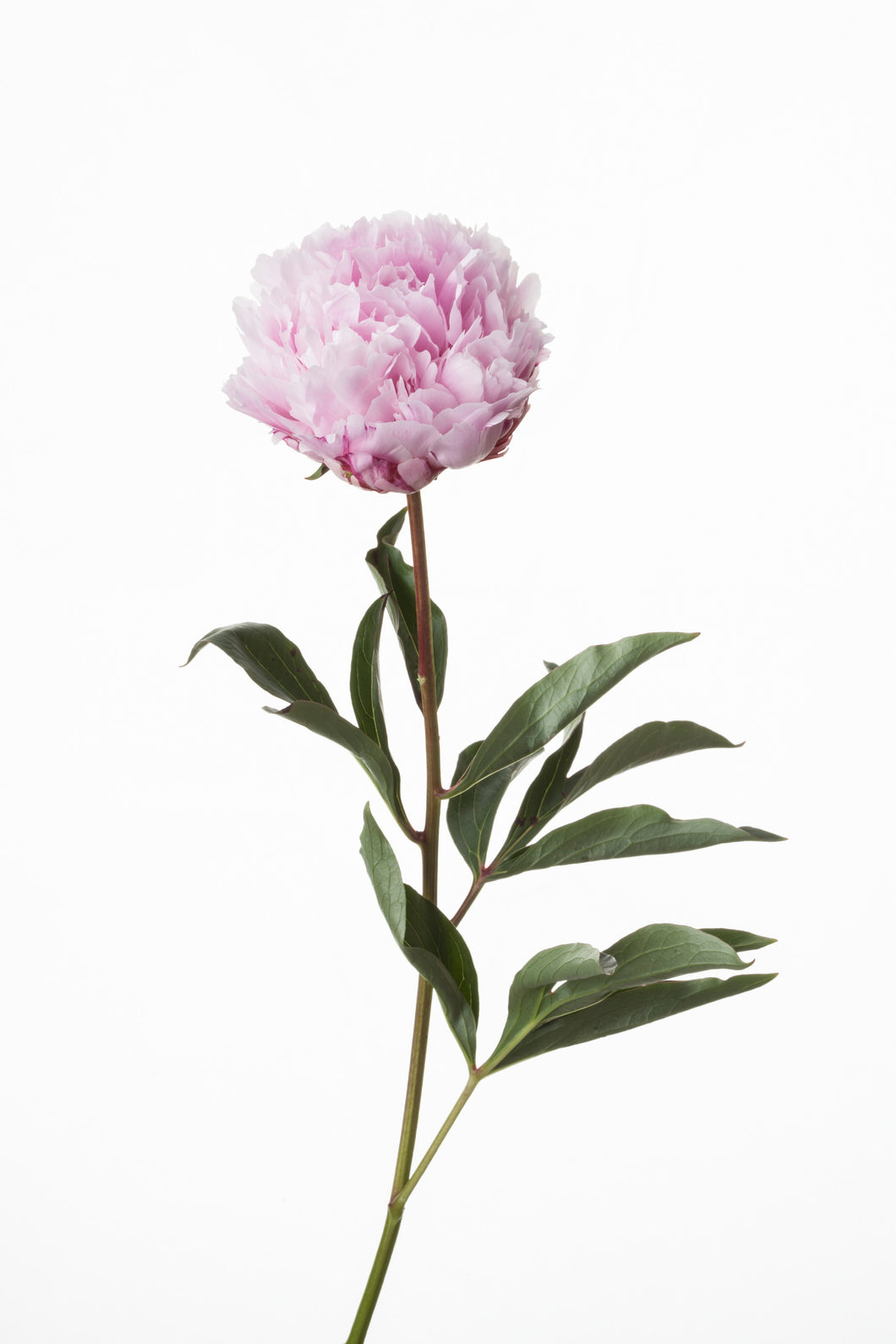 Paeonia lactiflora  Pink 70cm 250yen/pcs 100pcs