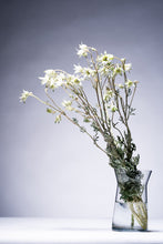 將圖片載入圖庫檢視器 Actinotus helianthi (2F)50m  315yen/pcs(FOB) 60pcs
