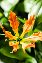 Load image into Gallery viewer, CNY/LNY 2026 Gloriosa &#39;Zen&#39; 80cm 420yen 40pcs
