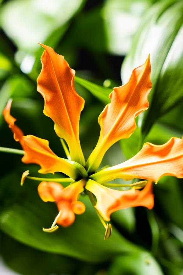 CNY/LNY 2026 Gloriosa 'Zen' 80cm 420yen 40pcs