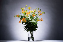 Load image into Gallery viewer, CNY/LNY 2026 Gloriosa &#39;Zen&#39; 80cm 420yen 40pcs
