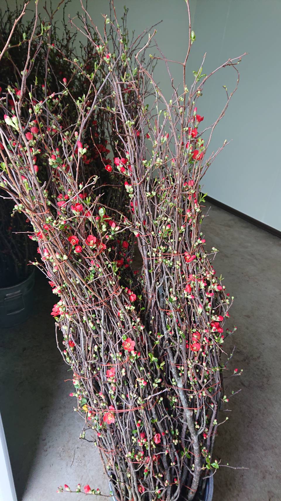 CNY/LNY2025 Chaenomeles speciosa 'Akane' 120cm 270yen/pcs 100pcs  Farm Terasawa