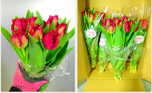 이미지를 갤러리 뷰어에 로드 , Tulipa Mix  40cm 150yen/pcs(FOB)  200pcs
