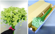 이미지를 갤러리 뷰어에 로드 , Ammi majus 60cm 90yen/pcs(FOB)  300pcs

