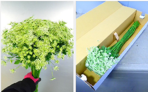 Ammi majus 65cm 90yen/pcs(FOB)  100pcs