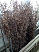 이미지를 갤러리 뷰어에 로드 , CNY/LNY 2025 Cornus officinalis 130cm 225yen/pcs 100pcs
