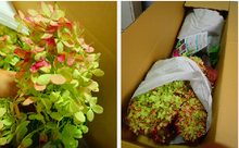 이미지를 갤러리 뷰어에 로드 , Hydrangea paniculata &#39;LimeLight’　Light autumn color 80cm 565yen/pcs 10pcs
