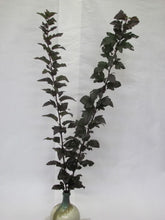 이미지를 갤러리 뷰어에 로드 , Physocarpus opulifolius 100cm 150yen/pcs 90pcs
