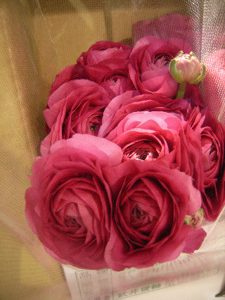 Ranunculus 40-50cm 215yen/pcs 120pcs (Super)