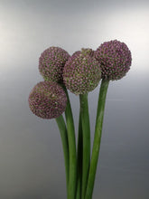 将图片加载到图库查看器，Allium Giganteum 80cm 230yen/pcs 120pcs
