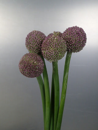 Allium Giganteum 80cm 230yen/pcs 120pcs