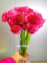 Load image into Gallery viewer, Scabiosa 50-55cm 75yen/pcs(FOB)  200pcs
