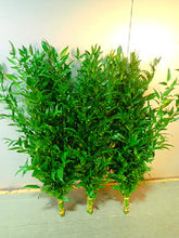 이미지를 갤러리 뷰어에 로드 , Ruscus aculeatus  80cm 105yen/pcs 50pcs
