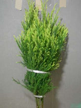 Load image into Gallery viewer, Cryptomeria japonica 110cm 200yen/pcs 40pc
