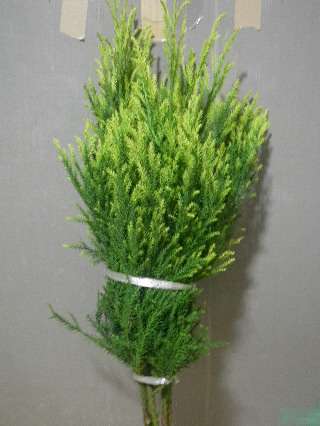 Cryptomeria japonica 110cm 200yen/pcs 40pc