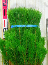 將圖片載入圖庫檢視器 CNY/LNY2025 Pinus &#39;Wakamatus&#39; 100cm 280yen/pcs 100pcs
