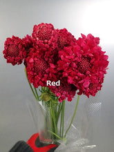 이미지를 갤러리 뷰어에 로드 , Scabiosa 50-55cm 75yen/pcs(FOB)  200pcs
