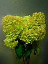 이미지를 갤러리 뷰어에 로드 , Hydrangea paniculata &#39;LimeLight’　Light autumn color 80cm 565yen/pcs 10pcs
