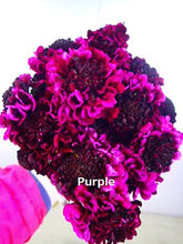 이미지를 갤러리 뷰어에 로드 , Scabiosa 50-55cm 75yen/pcs(FOB)  200pcs
