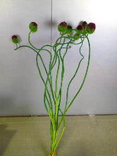Load image into Gallery viewer, CNY/LNY 2026   Allium  60-70cm 190yen(FOB)/pcs   100pcs
