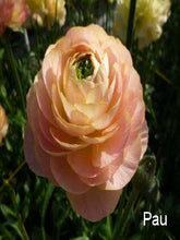 이미지를 갤러리 뷰어에 로드 , CNY/LNY 2025 Ranunculus (Carno) 60cm 415yen/pcs 120pcs
