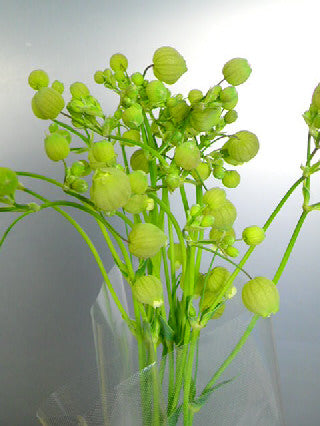 SileneVulgaris 'Greenbell' 60cm 100yen/pcs 100pcs