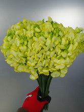 将图片加载到图库查看器，Lathyrus latifolius  40cm 70yen/pcs 400pcs
