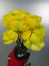 이미지를 갤러리 뷰어에 로드 , Ranunculus 50-60cm 415yen/pcs 120pcs (Carno)
